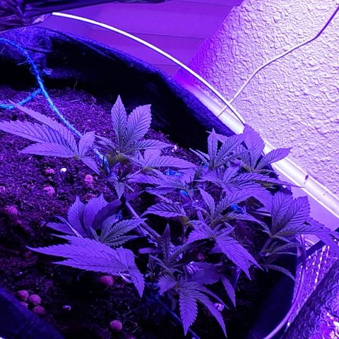 Hermosa  #1 growlog timeline photo