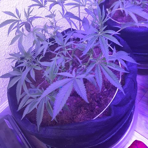 Hermosa  #1 growlog timeline photo