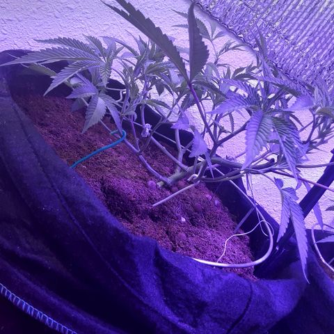 Hermosa  #1 growlog timeline photo