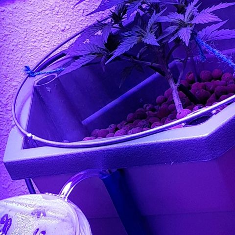 Hermosa  #1 growlog timeline photo