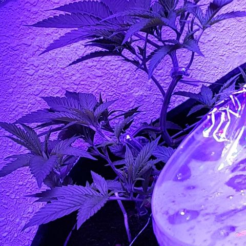 Hermosa  #1 growlog timeline photo