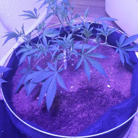 Hermosa  #1 growlog timeline photo