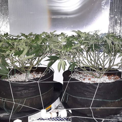 Hermosa  #1 growlog timeline photo