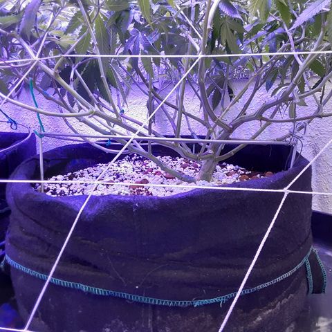 Hermosa  #1 growlog timeline photo