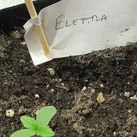 Elettra growlog timeline photo