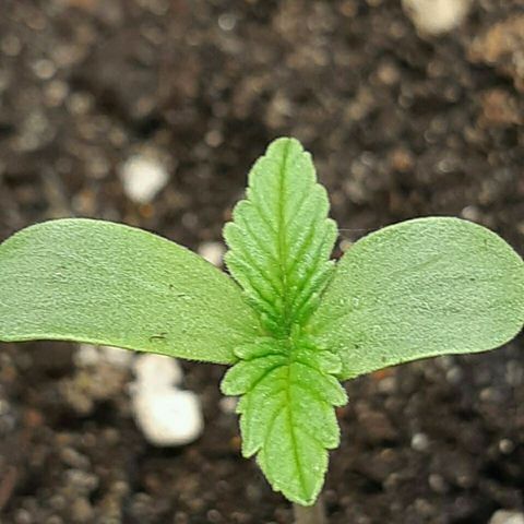 Elettra growlog timeline photo