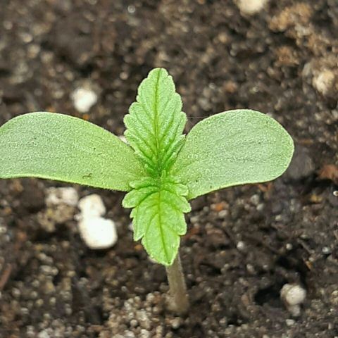Elettra growlog timeline photo