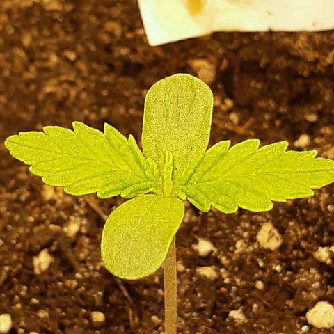 Elettra growlog timeline photo