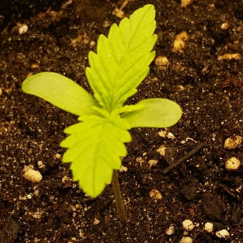 Elettra growlog timeline photo
