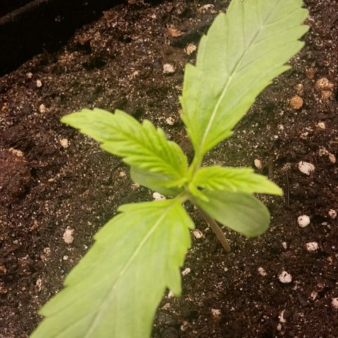 Elettra growlog timeline photo