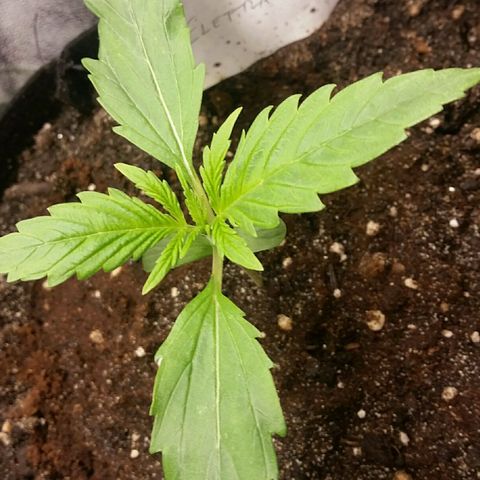 Elettra growlog timeline photo