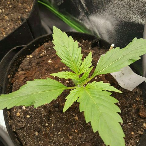 Elettra growlog timeline photo