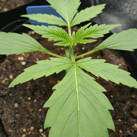 Elettra growlog timeline photo