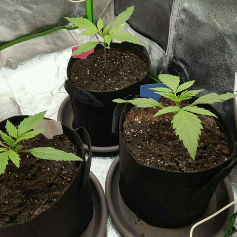 Elettra growlog timeline photo