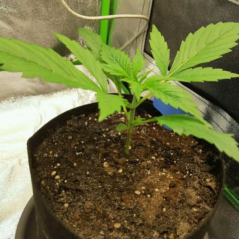 Elettra growlog timeline photo