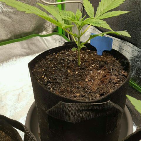 Elettra growlog timeline photo
