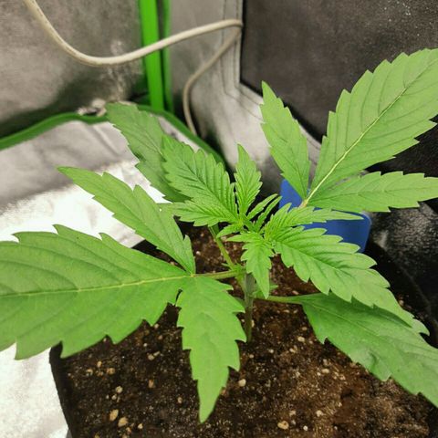 Elettra growlog timeline photo
