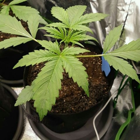 Elettra growlog timeline photo
