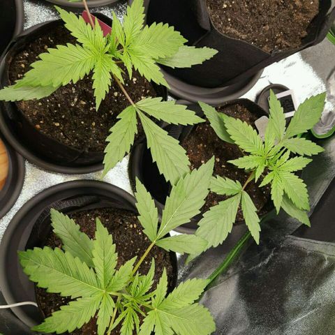 Elettra growlog timeline photo