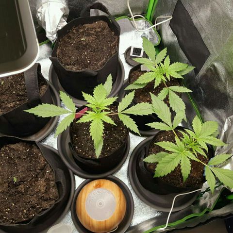 Elettra growlog timeline photo