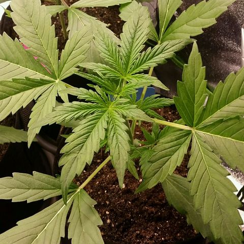 Elettra growlog timeline photo