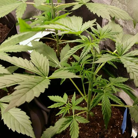 Elettra growlog timeline photo