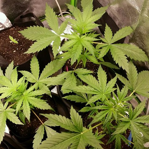 Elettra growlog timeline photo