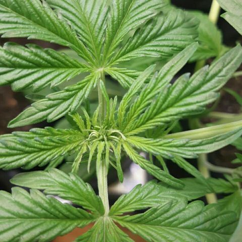 Elettra growlog timeline photo