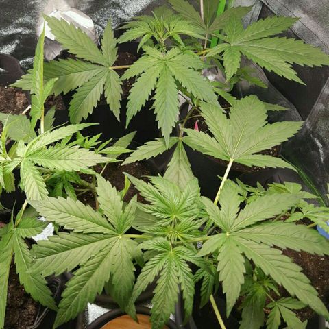 Elettra growlog timeline photo
