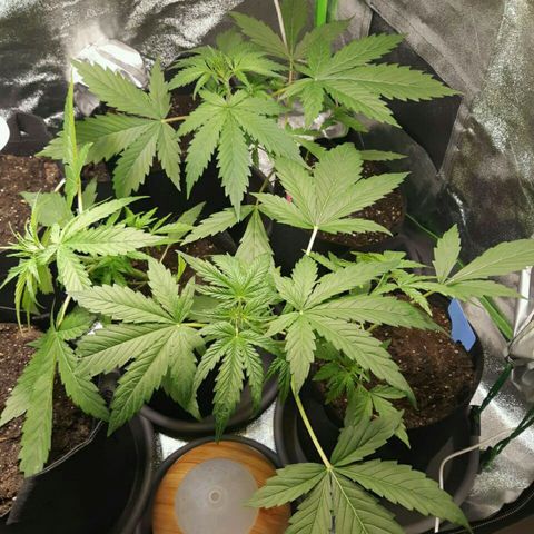 Elettra growlog timeline photo