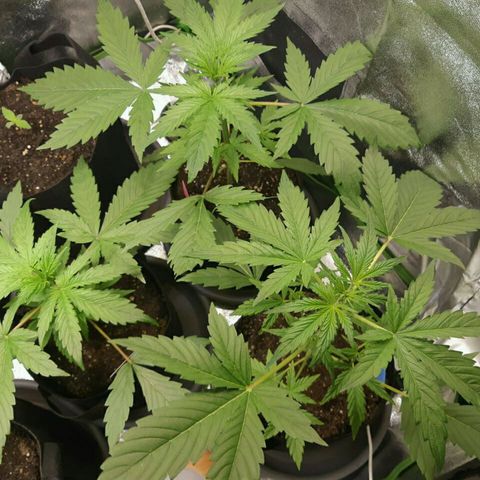 Elettra growlog timeline photo