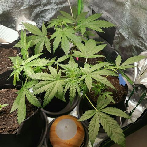 Elettra growlog timeline photo