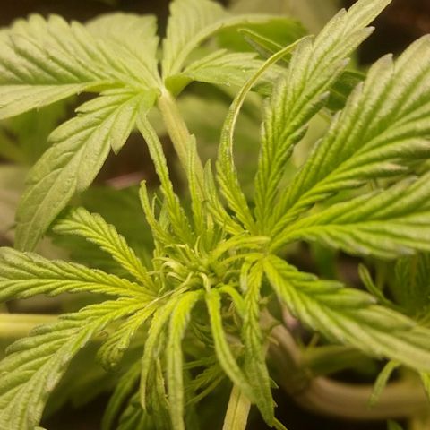 Elettra growlog timeline photo