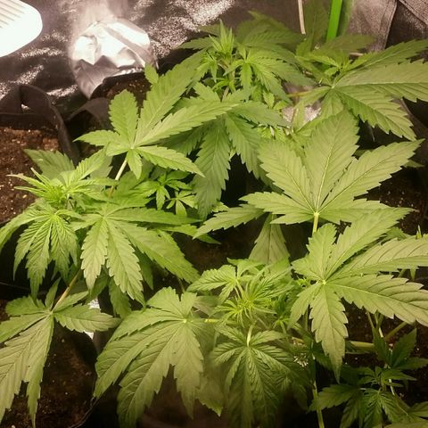 Elettra growlog timeline photo