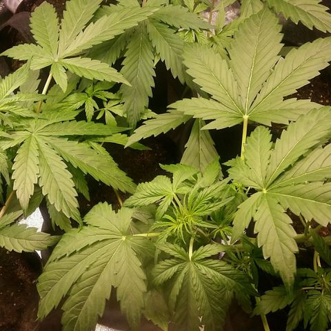 Elettra growlog timeline photo