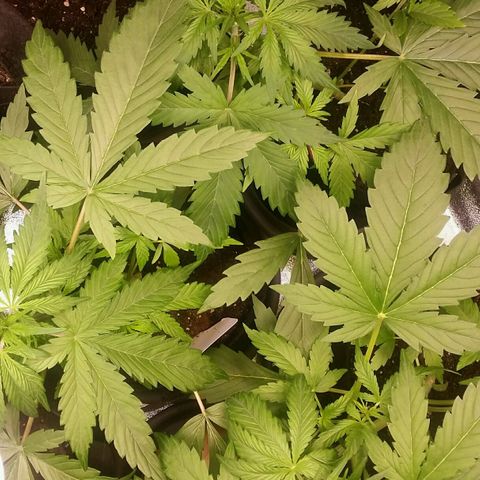 Elettra growlog timeline photo