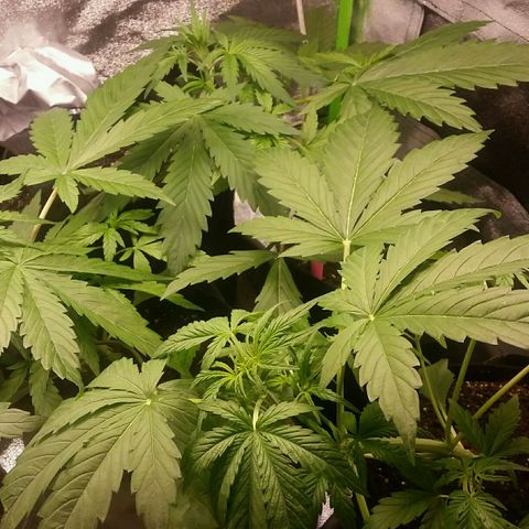 Elettra growlog timeline photo
