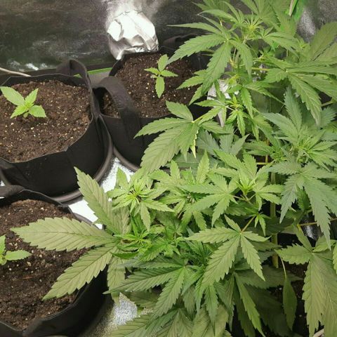 Elettra growlog timeline photo