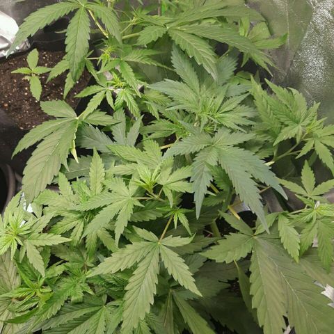 Elettra growlog timeline photo