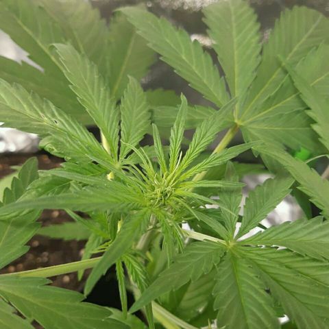 Elettra growlog timeline photo