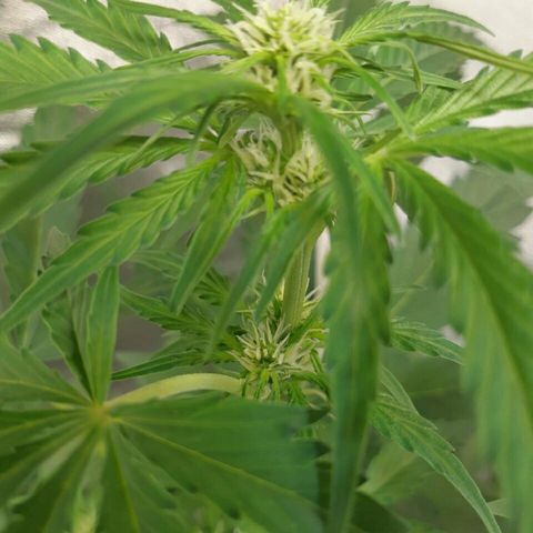 Elettra growlog timeline photo