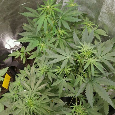 Elettra growlog timeline photo