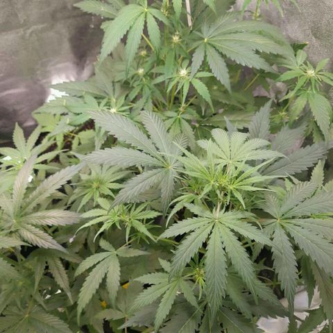 Elettra growlog timeline photo