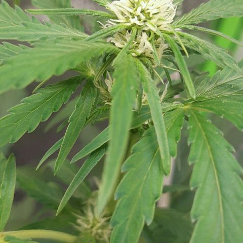Elettra growlog timeline photo
