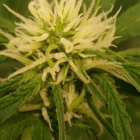 Elettra growlog timeline photo