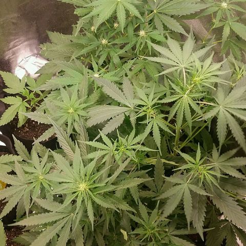 Elettra growlog timeline photo
