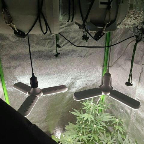 Elettra growlog timeline photo