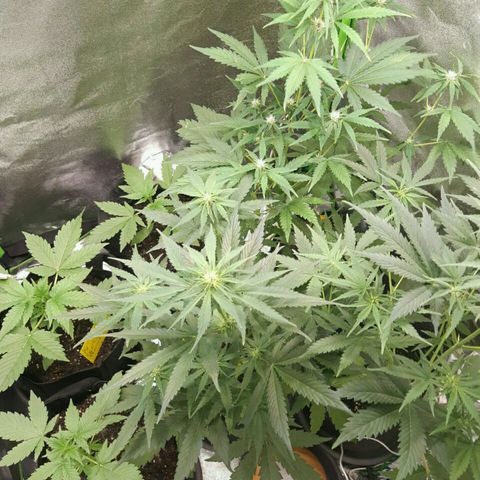 Elettra growlog timeline photo
