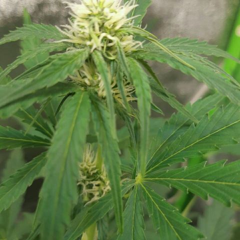 Elettra growlog timeline photo