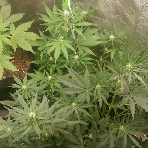 Elettra growlog timeline photo
